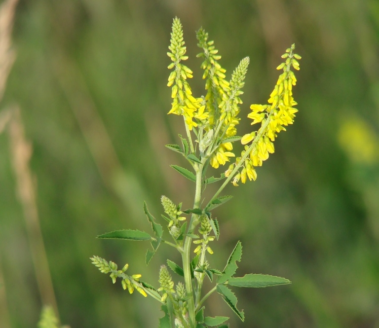 Р”РѕРЅРЅРёРє Melilotus officinalis